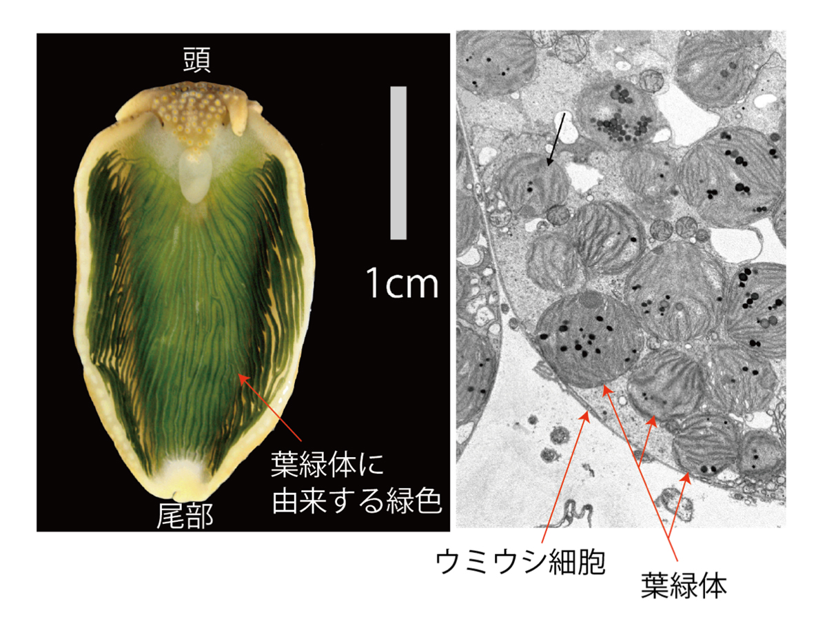 ウミウシ