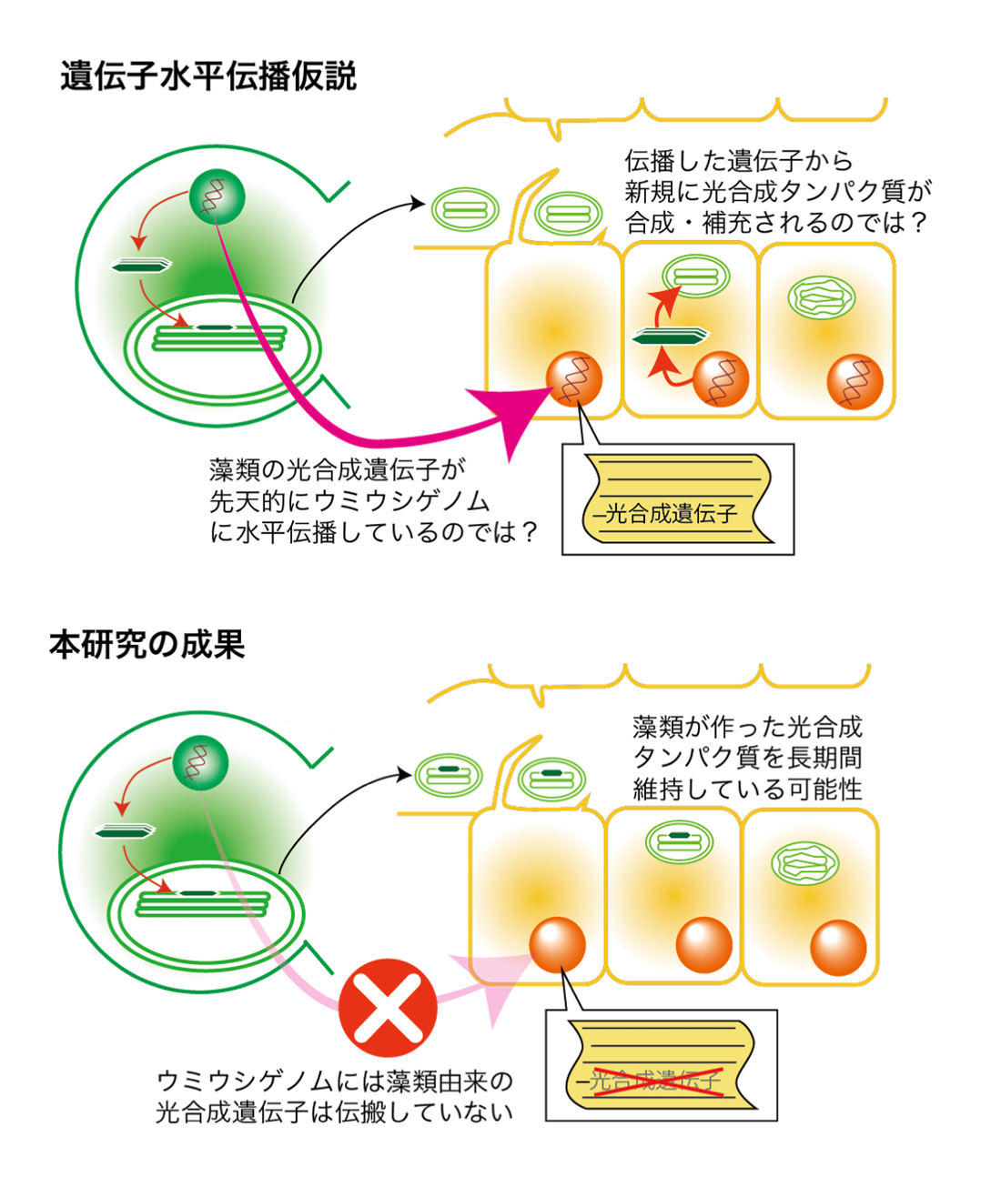 ウミウシ