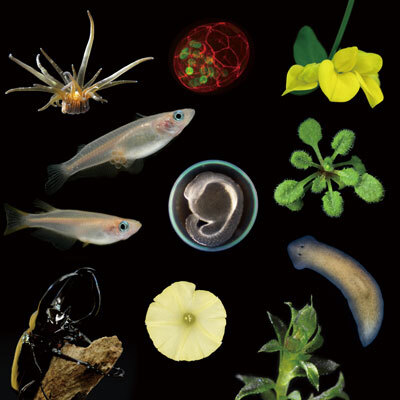基礎生物学研究所