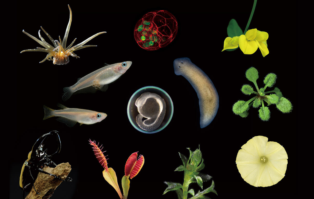 基礎生物学研究所で研究されている生き物たち